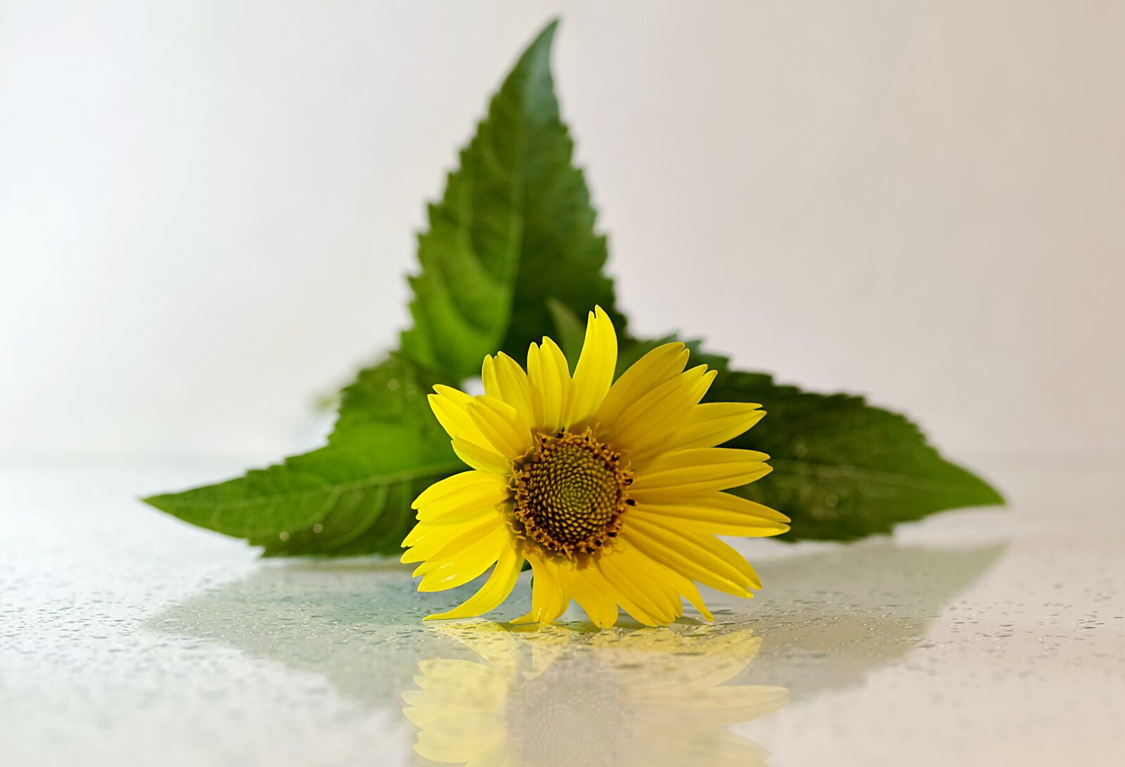 Pentax K-S2 sample photo. Flower, yellow, asteraceae photography