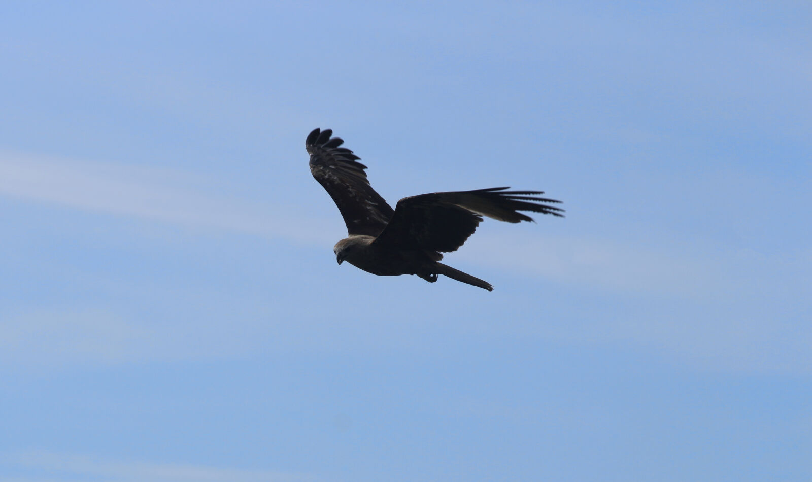 Canon EOS 700D (EOS Rebel T5i / EOS Kiss X7i) sample photo. Bird, blue, dream, eagle photography