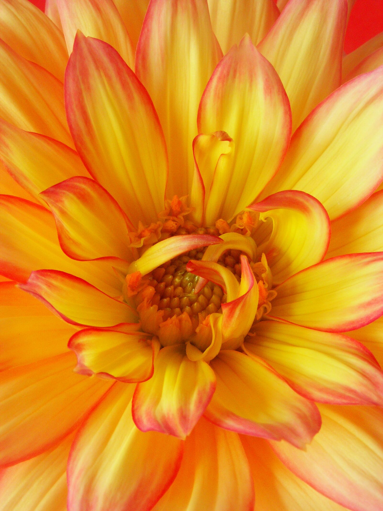 KONICA MINOLTA DiMAGE Z5 sample photo. Flower, dahlia, nature photography