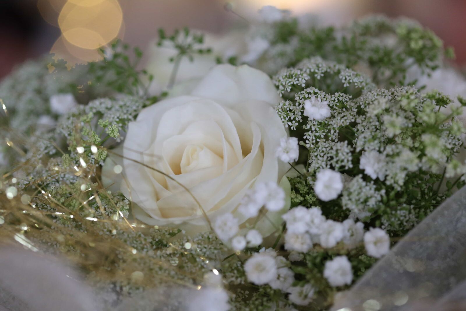 Canon EF 100mm F2.8 Macro USM sample photo. Close-up, golden glow, rose photography