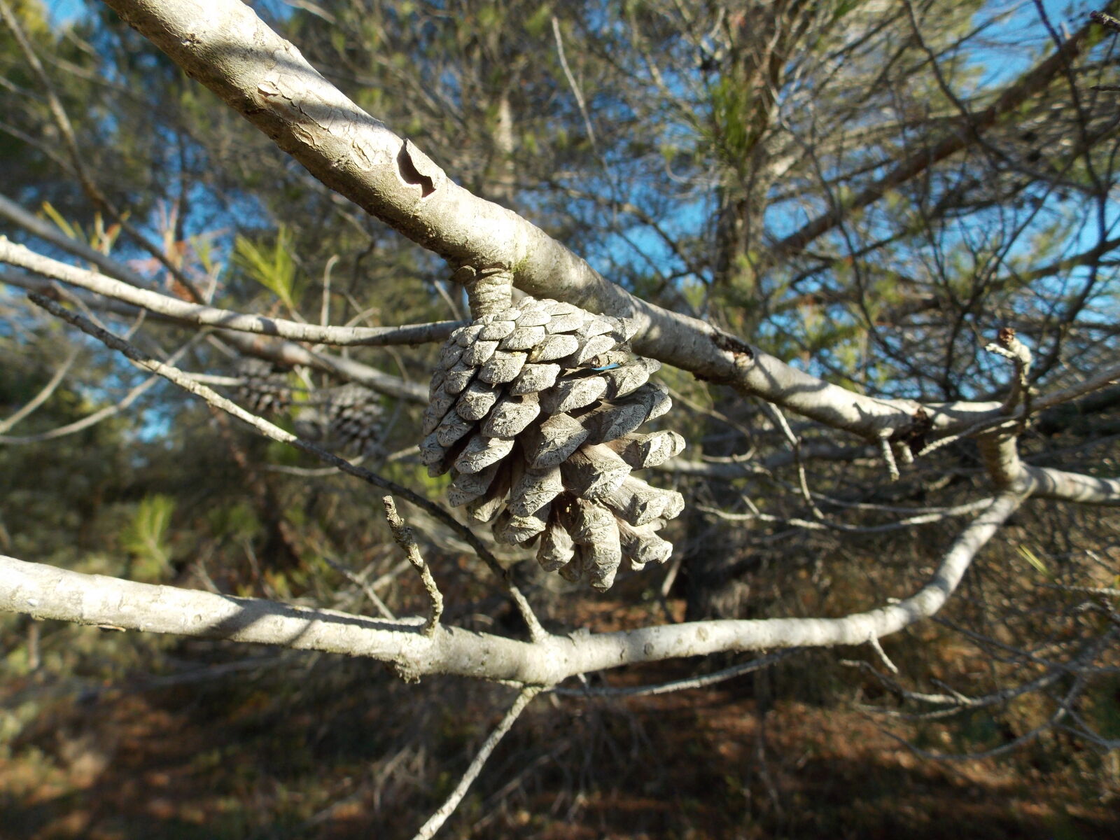 Nikon Coolpix L810 sample photo. Adventure, flowers, forest, landscape photography