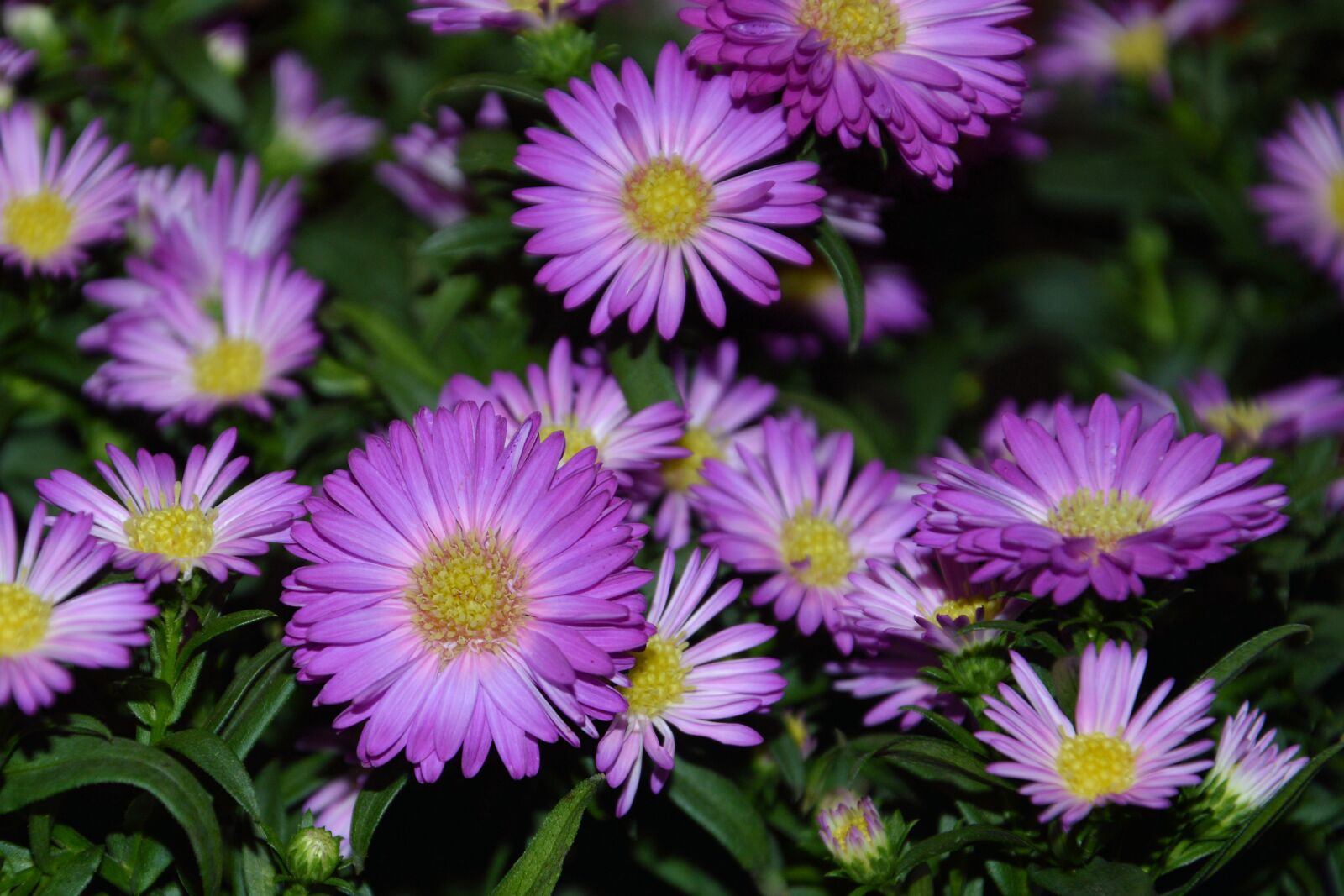 Nikon D3200 sample photo. Asters, herbstastern, garden photography