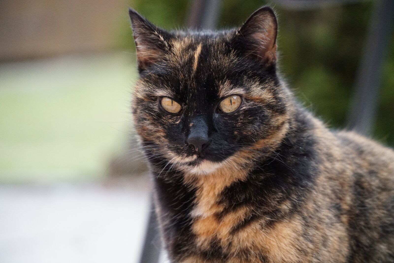 Sony a6300 + Sony E PZ 18-105mm F4 G OSS sample photo. Cat, eyes, view photography