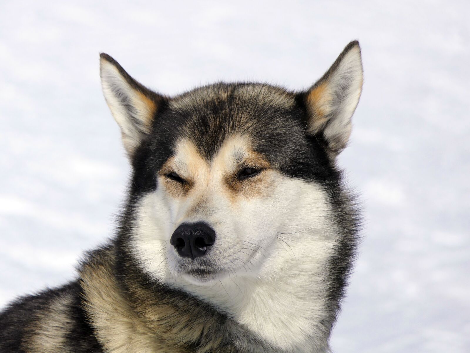 Panasonic Lumix DMC-FZ2500 (Lumix DMC-FZ2000) sample photo. Dog, husky, snow photography