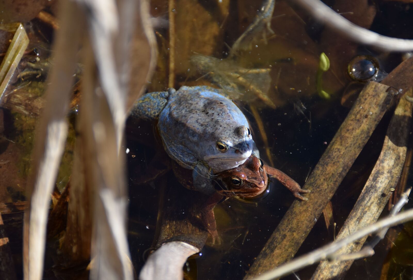 Nikon D5300 sample photo. Frogs, rana arvalis, blue photography