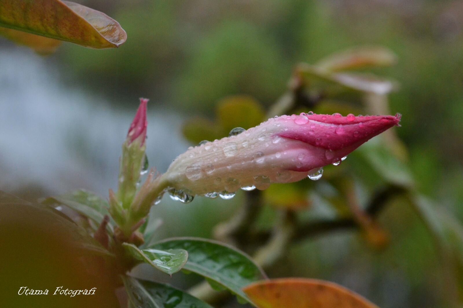 Nikon D3100 sample photo. Beautiful, flowers, focus, java photography