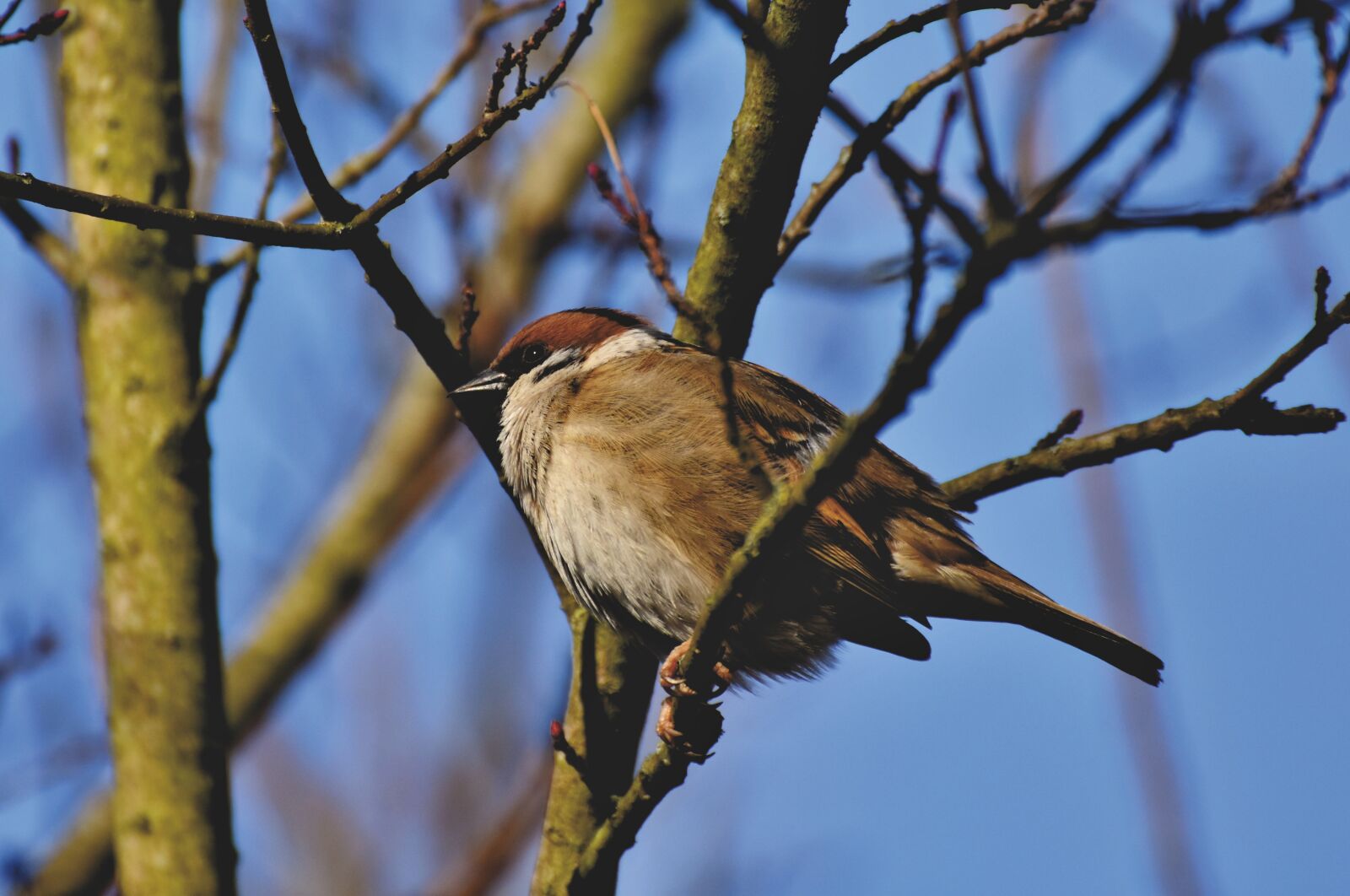 Nikon D7200 sample photo. Sparrow, sperling, bird photography