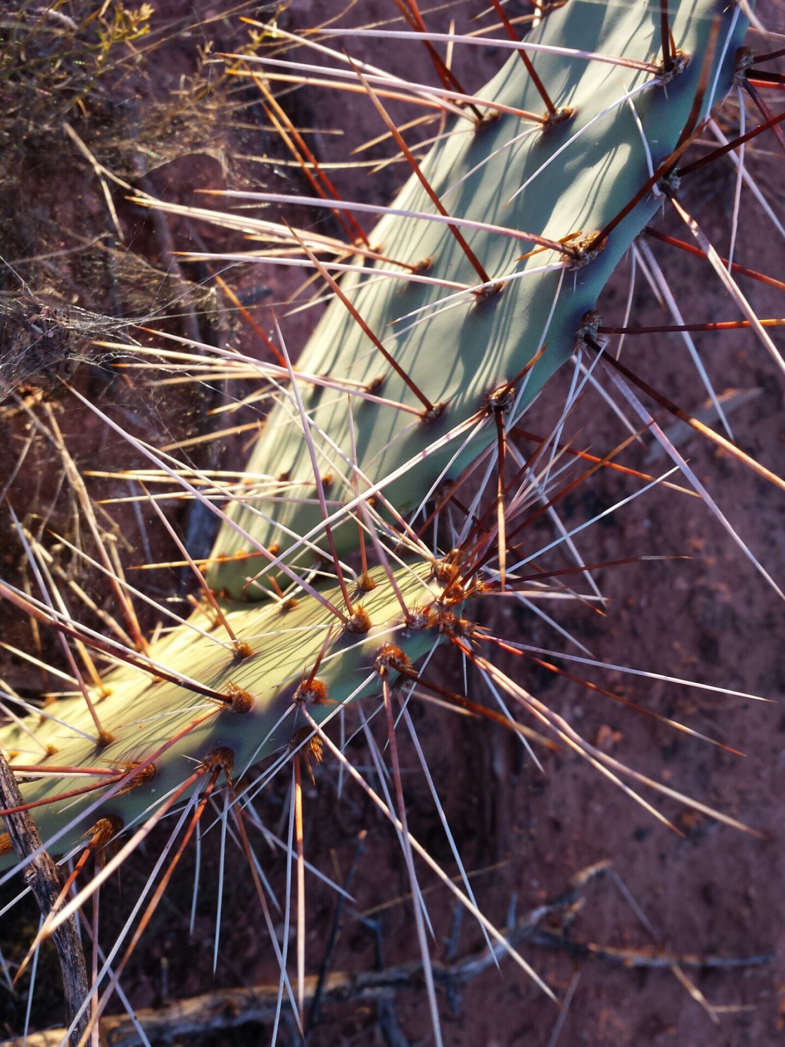 Samsung Galaxy S4 sample photo. Cactus, sedona, arizona photography