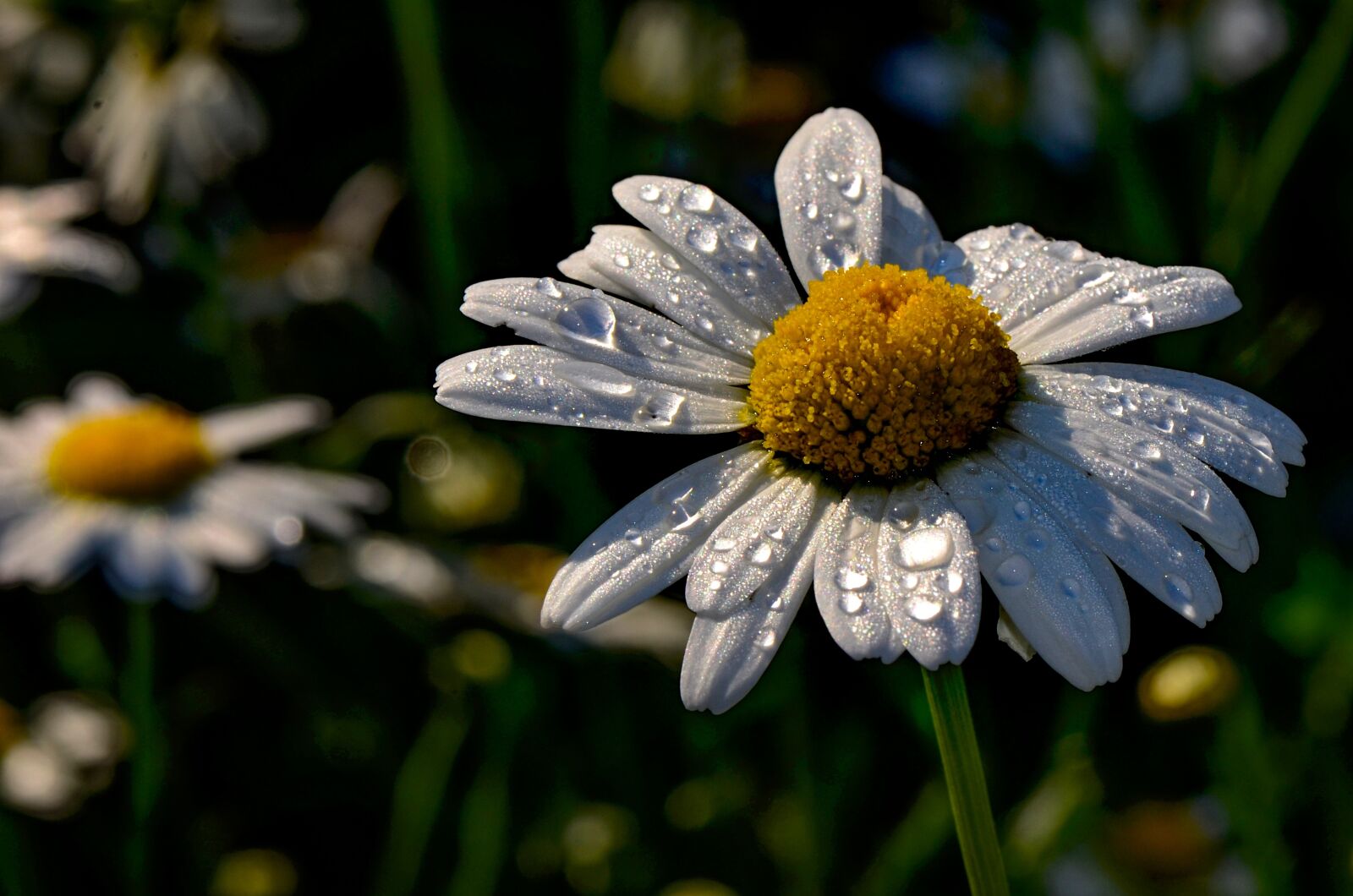 Nikon D5100 sample photo. Marguerite, drip, close up photography