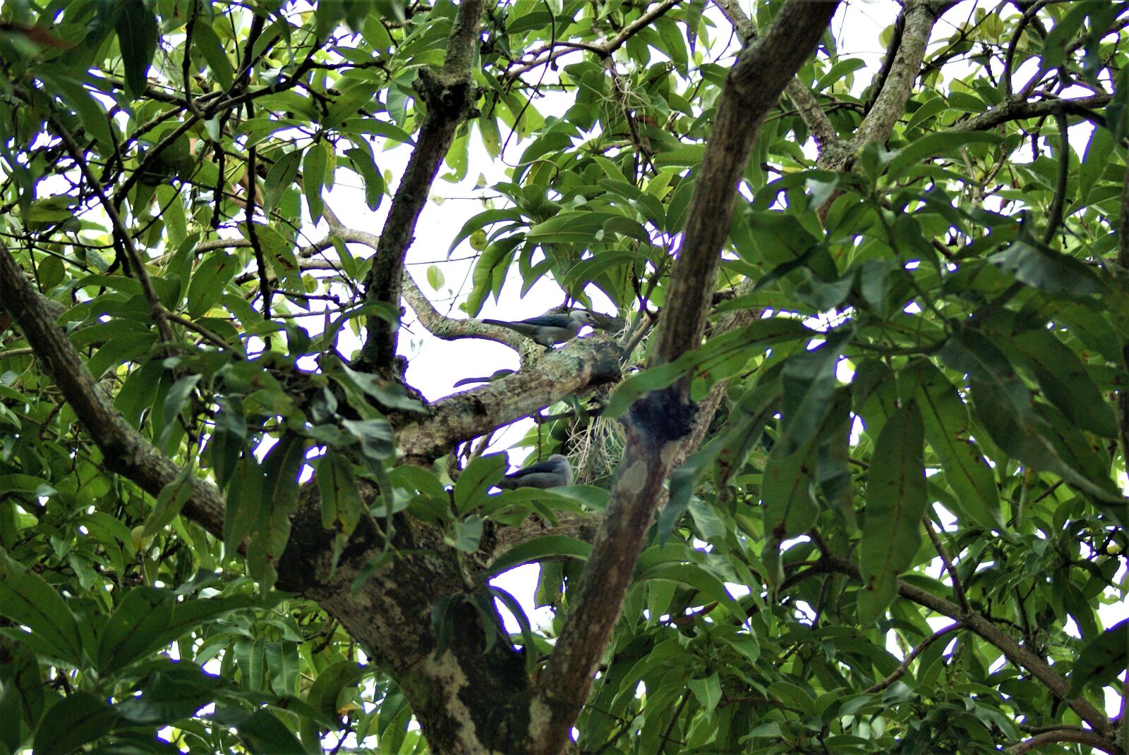 Sony Alpha DSLR-A100 sample photo. Tree, table, cundinamarca photography