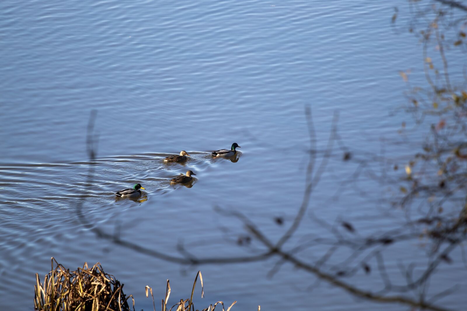 Canon EF 70-200mm F4L USM sample photo. Ducks, lake, bird photography