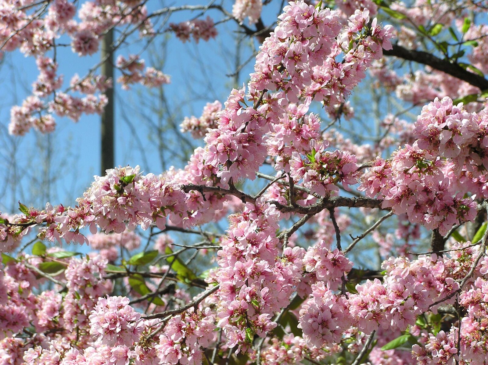 Olympus C750UZ sample photo. Pink, blossom, tree photography