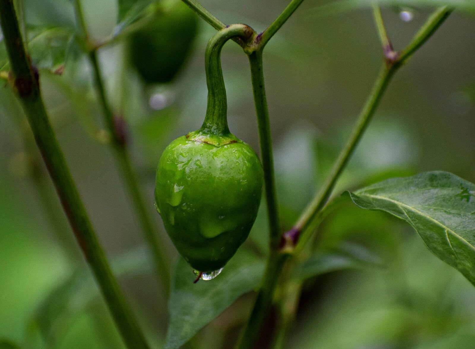 Nikon D3300 sample photo. Capsicum, vegetable, food photography