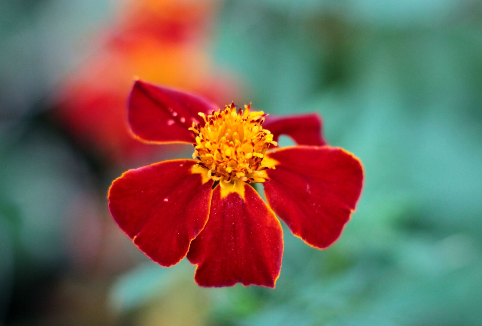 Canon EOS 600D (Rebel EOS T3i / EOS Kiss X5) sample photo. Tagetes patula linnaeus, tagetes photography