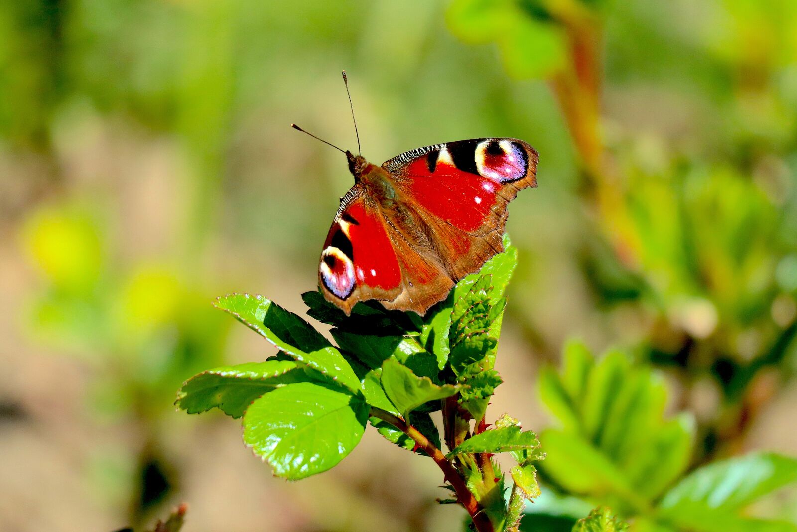Canon EOS M100 sample photo. Peacock butterfly, butterfly, flight photography