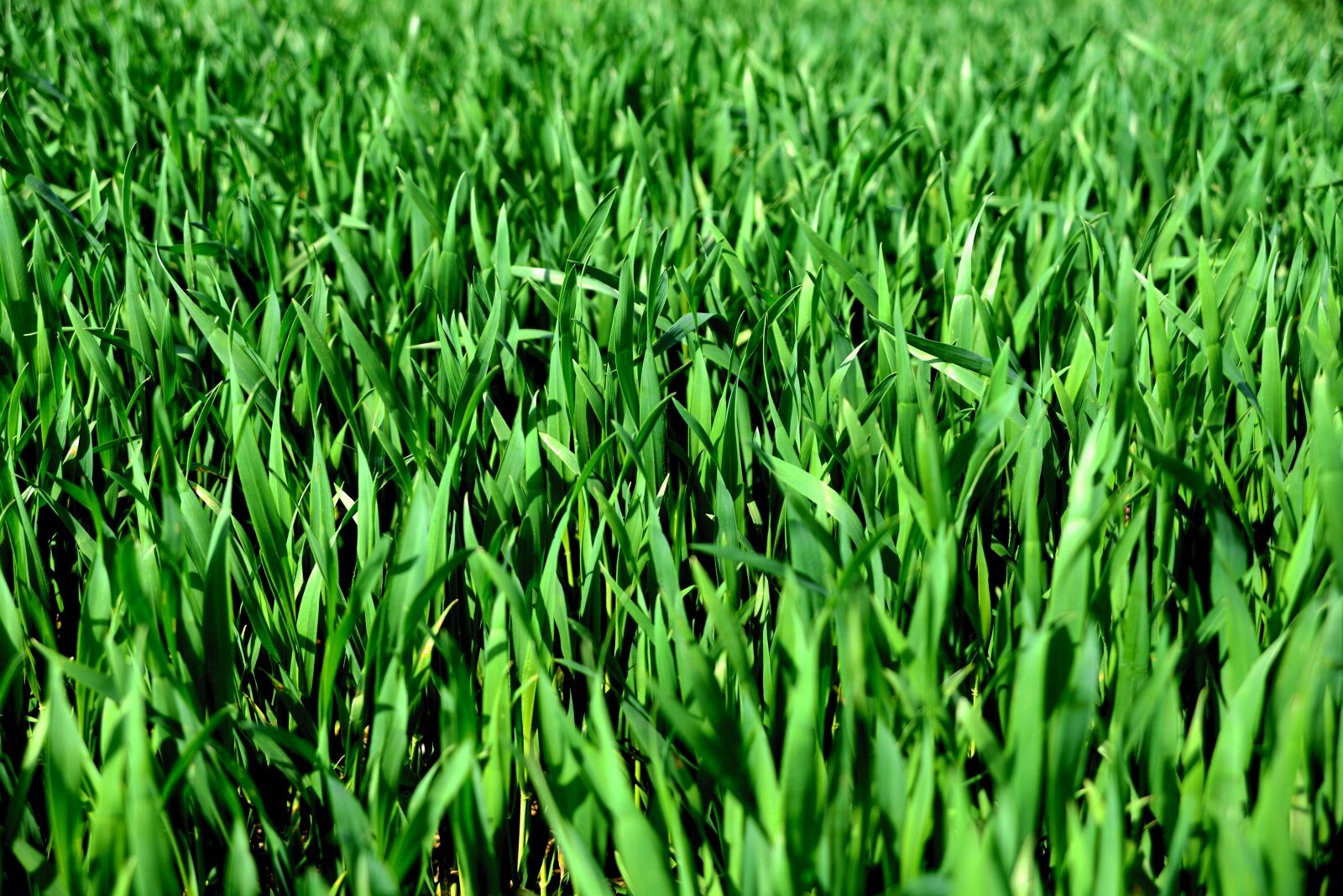 Nikon D610 sample photo. Cereals, green, sowing photography