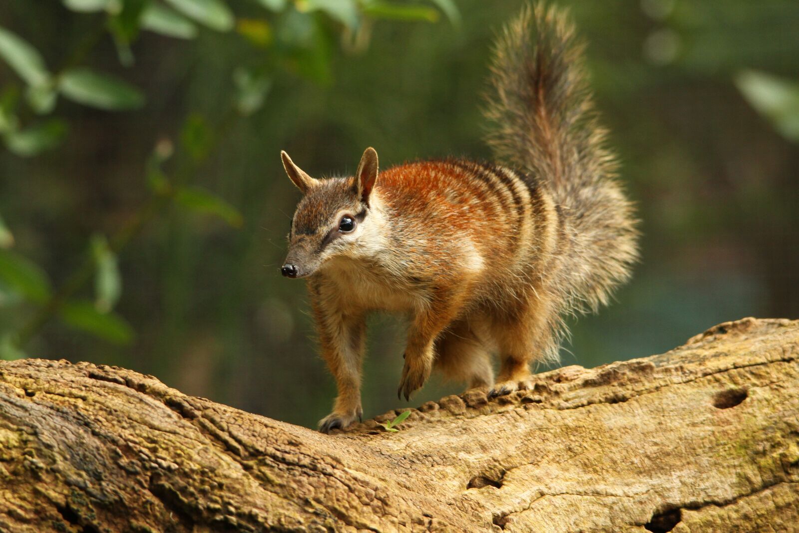 Canon EOS 7D sample photo. Numbat, western australia, perth photography
