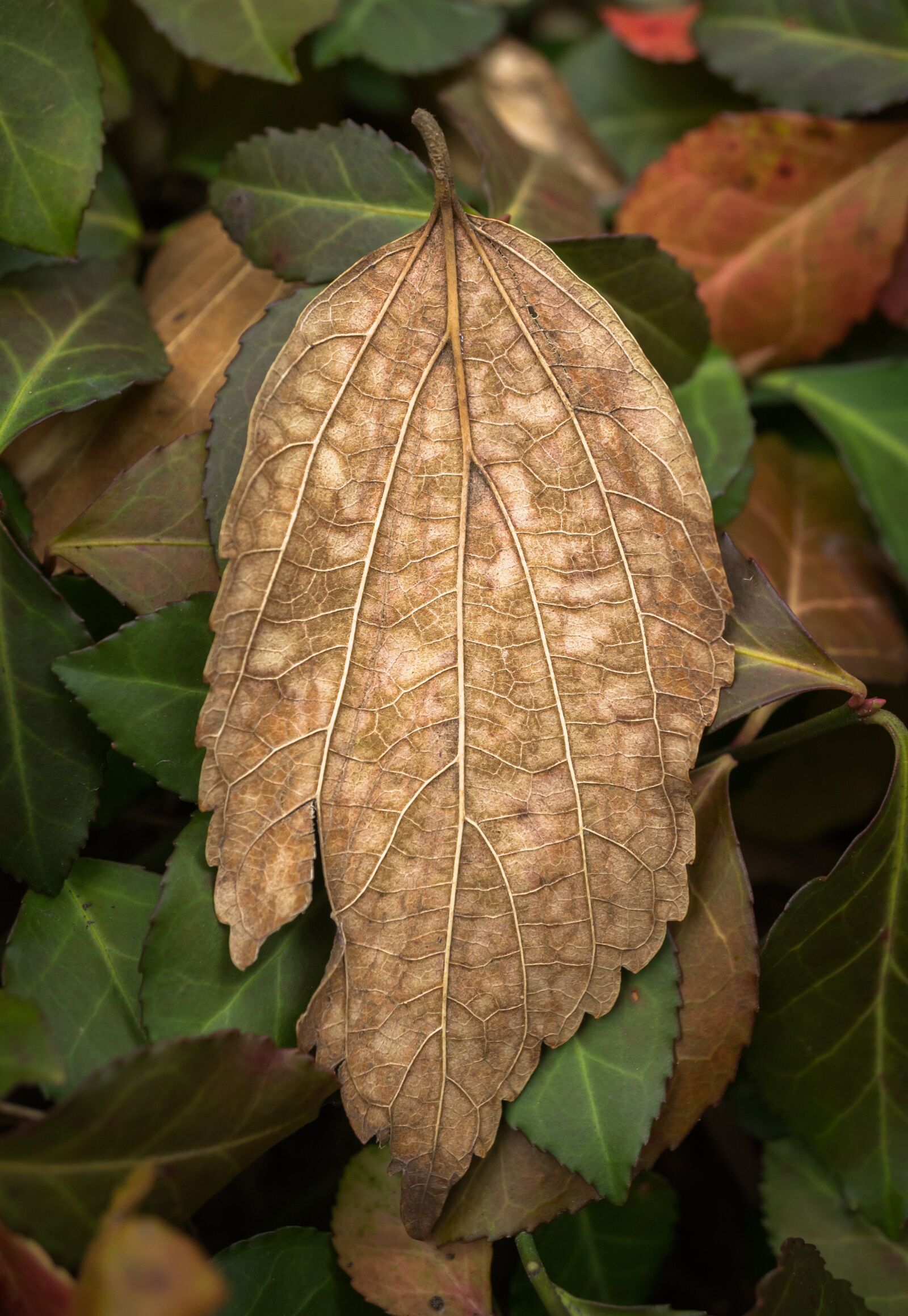 Sony Alpha NEX-5N + Sony E 30mm F3.5 Macro sample photo. Leaves, autumn, plants photography