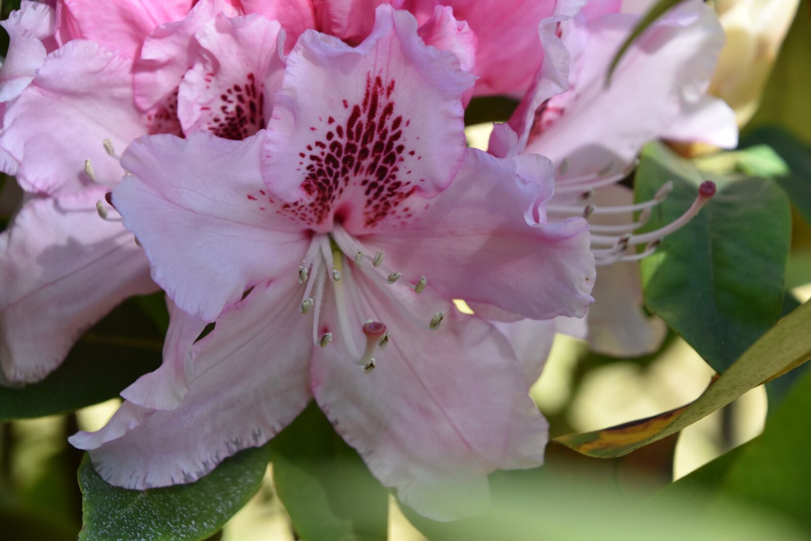 Nikon D5600 sample photo. Garden, nature, flower photography