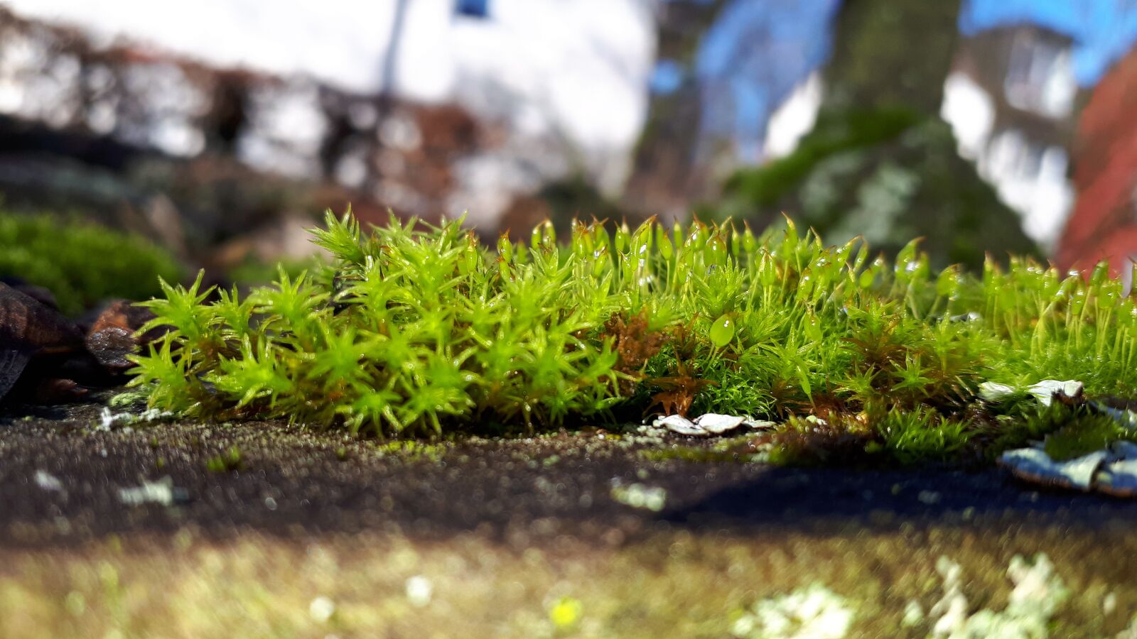 Samsung Galaxy A5(2017) sample photo. Lichen, nature, moss photography