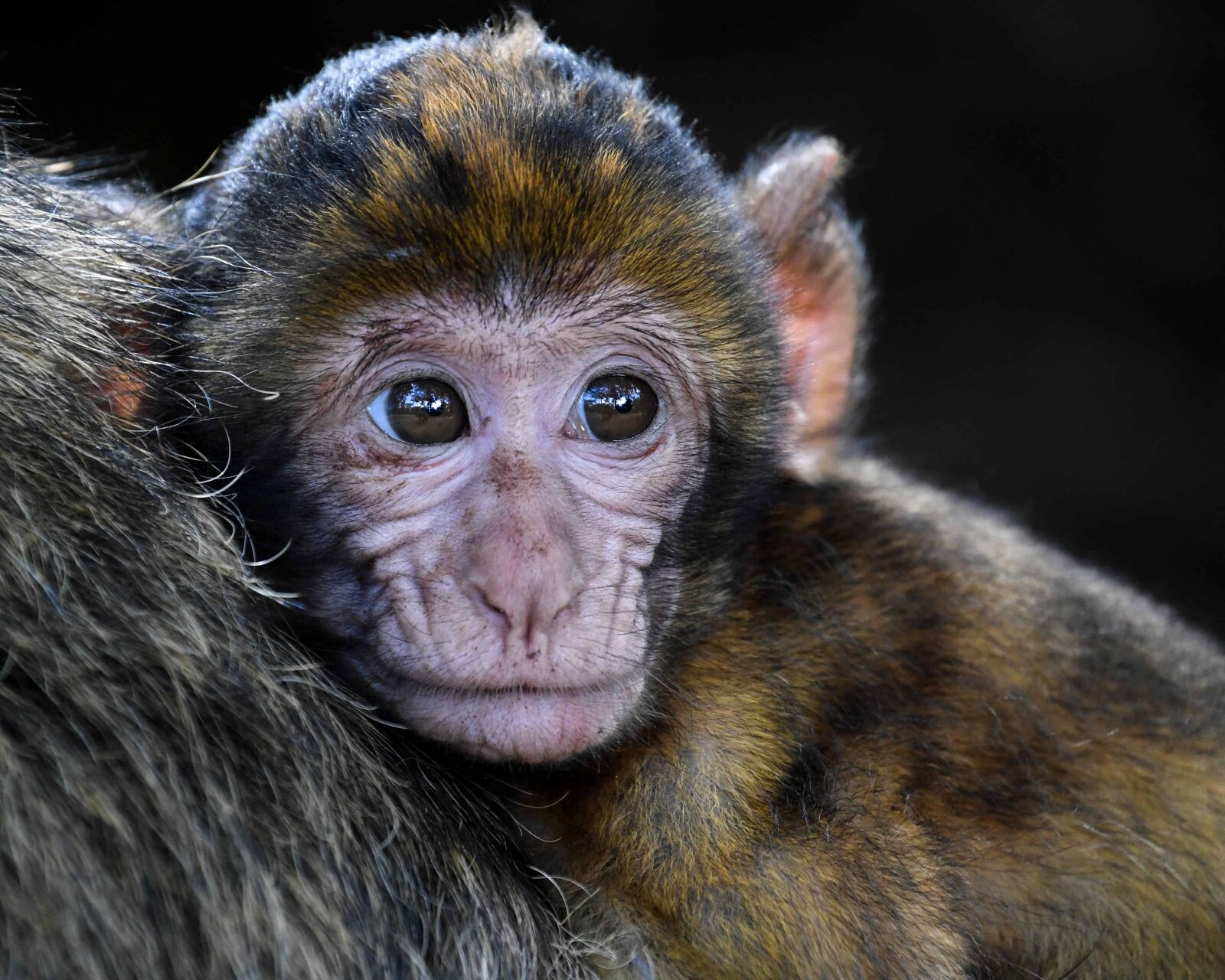 Nikon D500 sample photo. Monkey, wildlife, primate, portrait photography