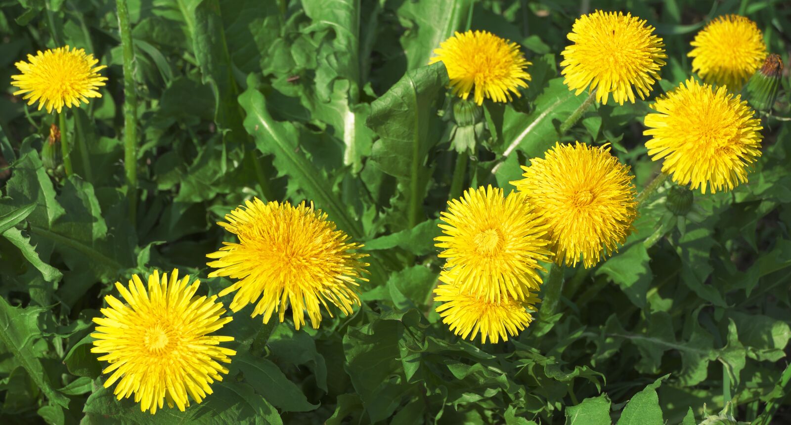 Panasonic Lumix DMC-FZ1000 sample photo. Dandelion, mayflower, flowers photography