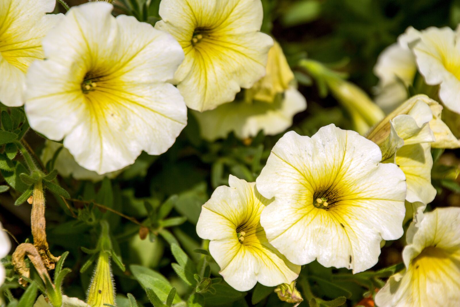 Canon EOS 700D (EOS Rebel T5i / EOS Kiss X7i) sample photo. Exotic flower, garden, flowers photography