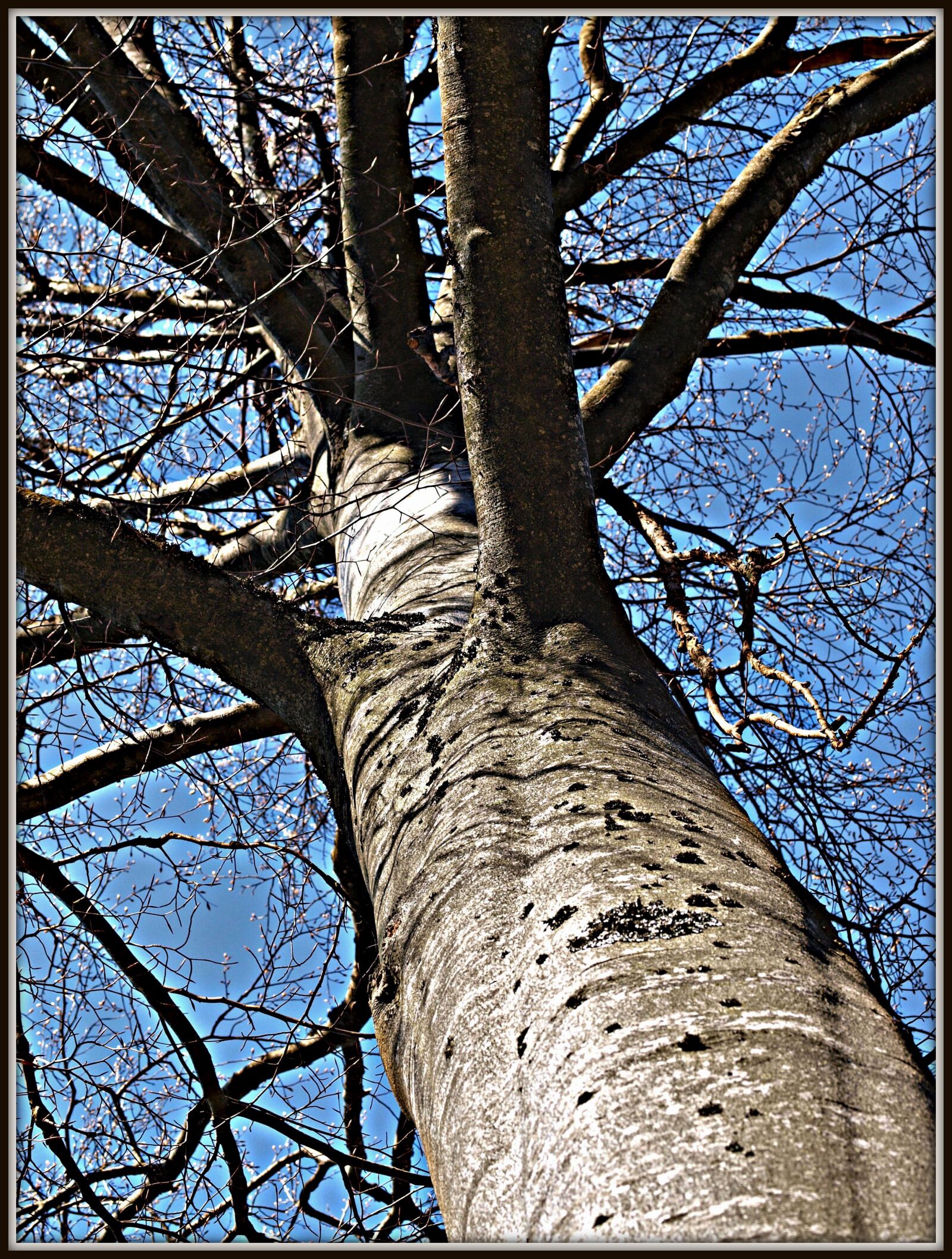 Olympus E-3 sample photo. Tree, beech, nature photography