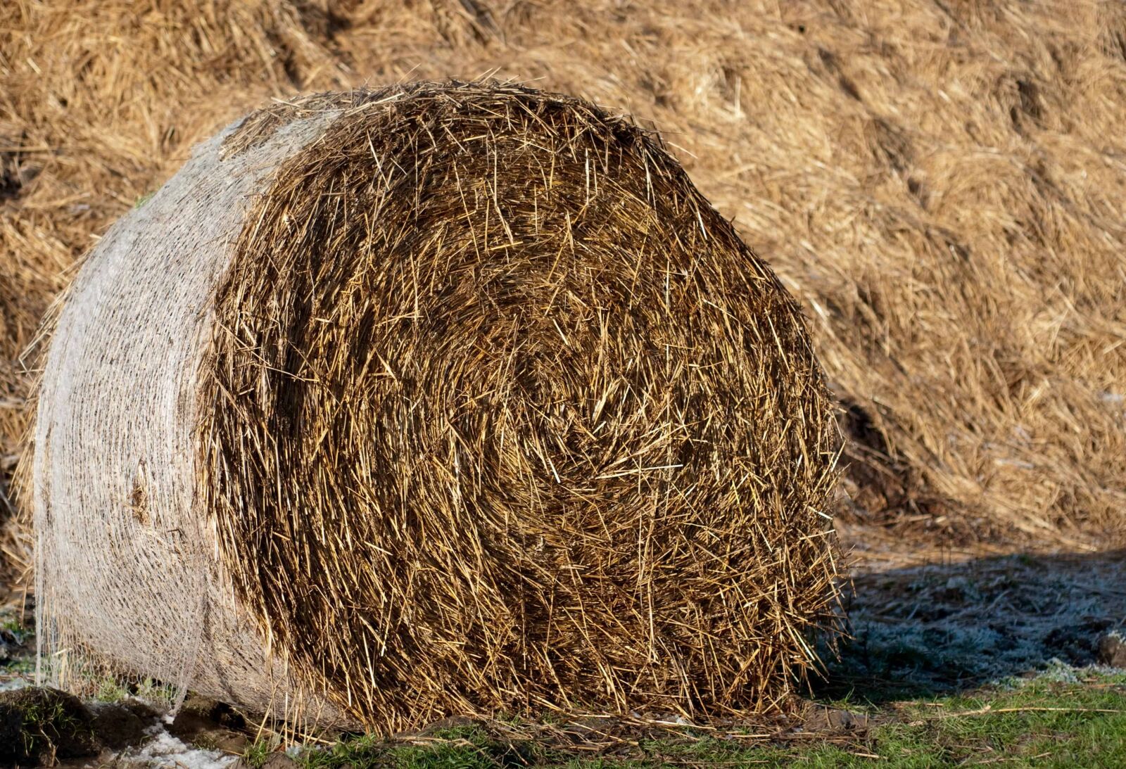 Nikon D300 sample photo. Grass, straw, nature, outdoor photography