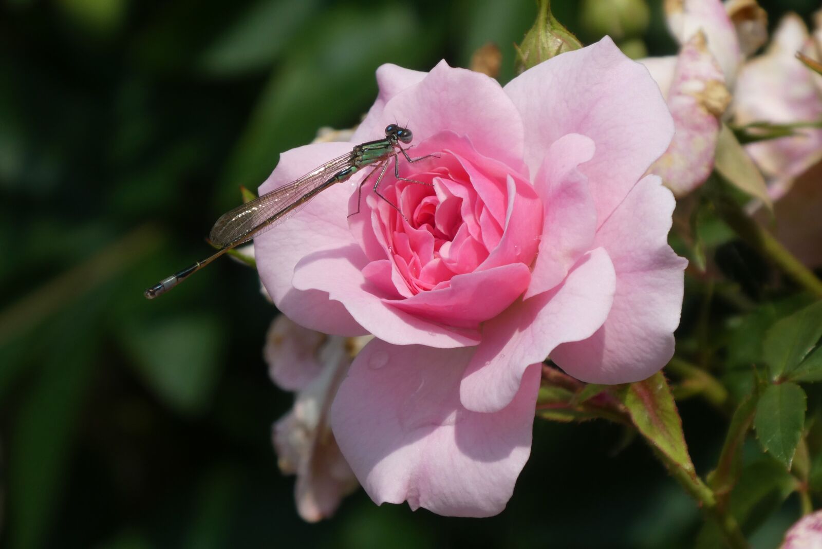 Panasonic Lumix DC-ZS70 (Lumix DC-TZ90) sample photo. Rose, dragonfly, bug photography