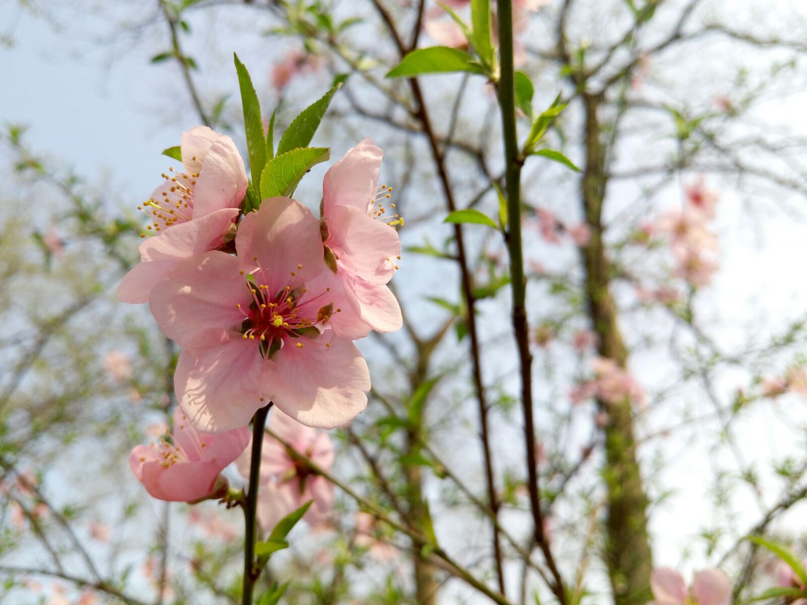 Meizu MX5 sample photo. Peach blossom, campus, plant photography