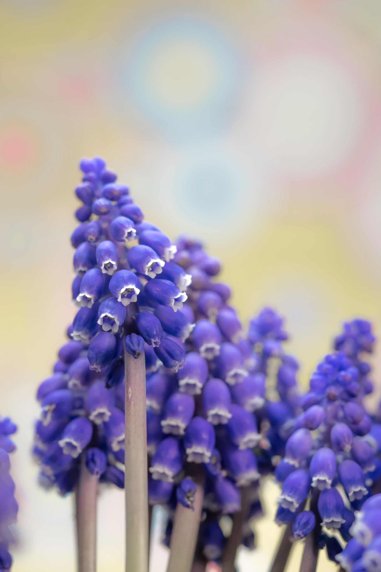 Olympus M.Zuiko Digital ED 60mm F2.8 Macro sample photo. Grape hyacinth, muscari, blossom photography