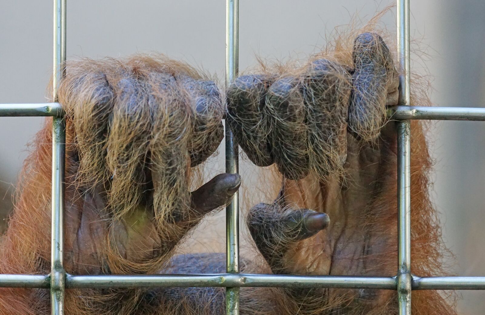 Sony ILCA-77M2 + Sony 70-400mm F4-5.6 G SSM sample photo. Orang utan, ape, primate photography