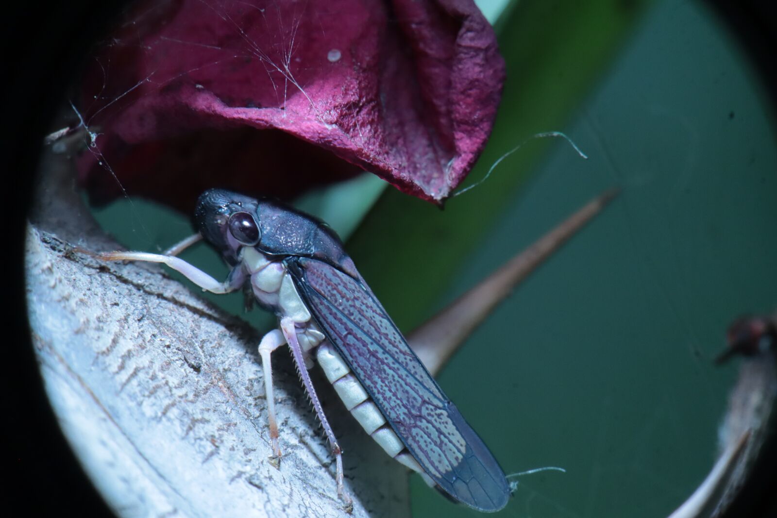 Canon EOS M50 (EOS Kiss M) sample photo. Insect, leafhoppers, garden photography