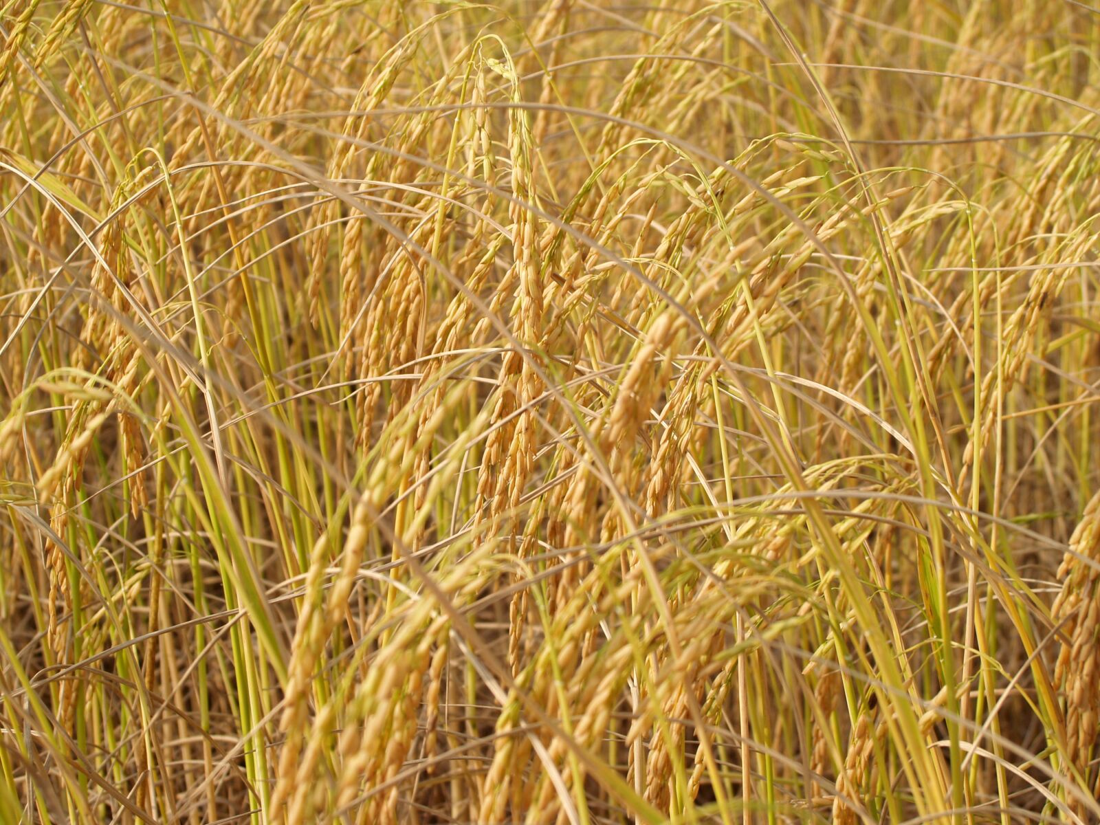 Olympus E-300 (EVOLT E-300) sample photo. Agriculture, asia, autumn photography