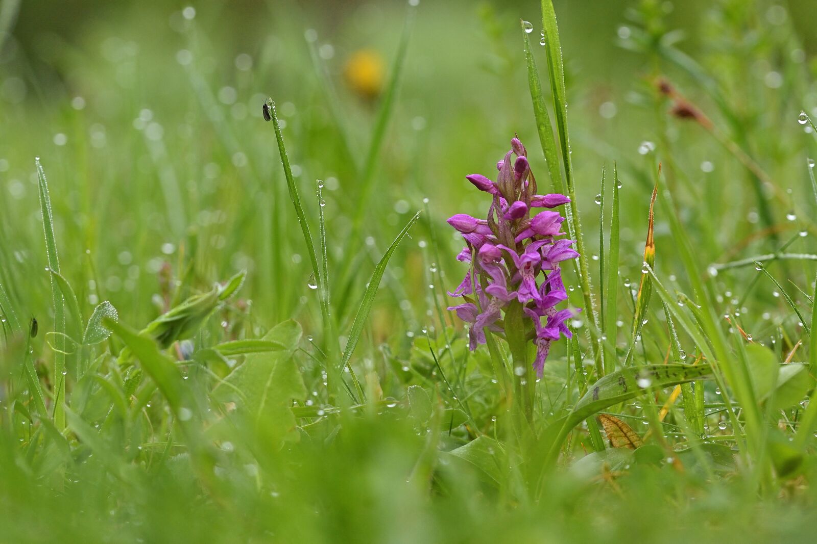 Nikon D5200 sample photo. Nature, orchid, blossom photography