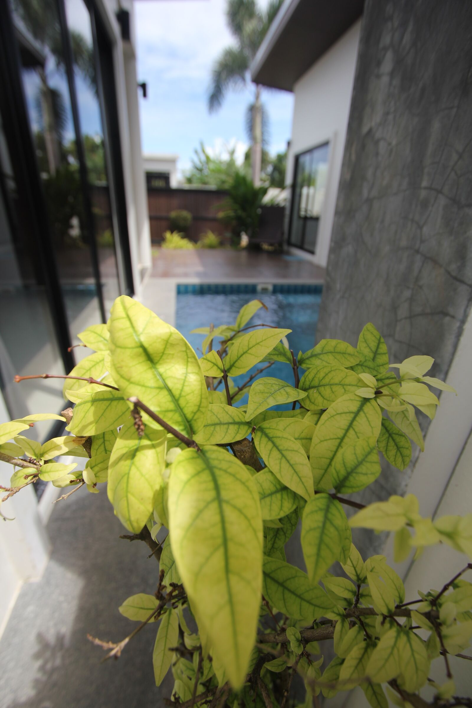 Canon EOS 550D (EOS Rebel T2i / EOS Kiss X4) sample photo. Phuket, thailand, autumn leaves photography