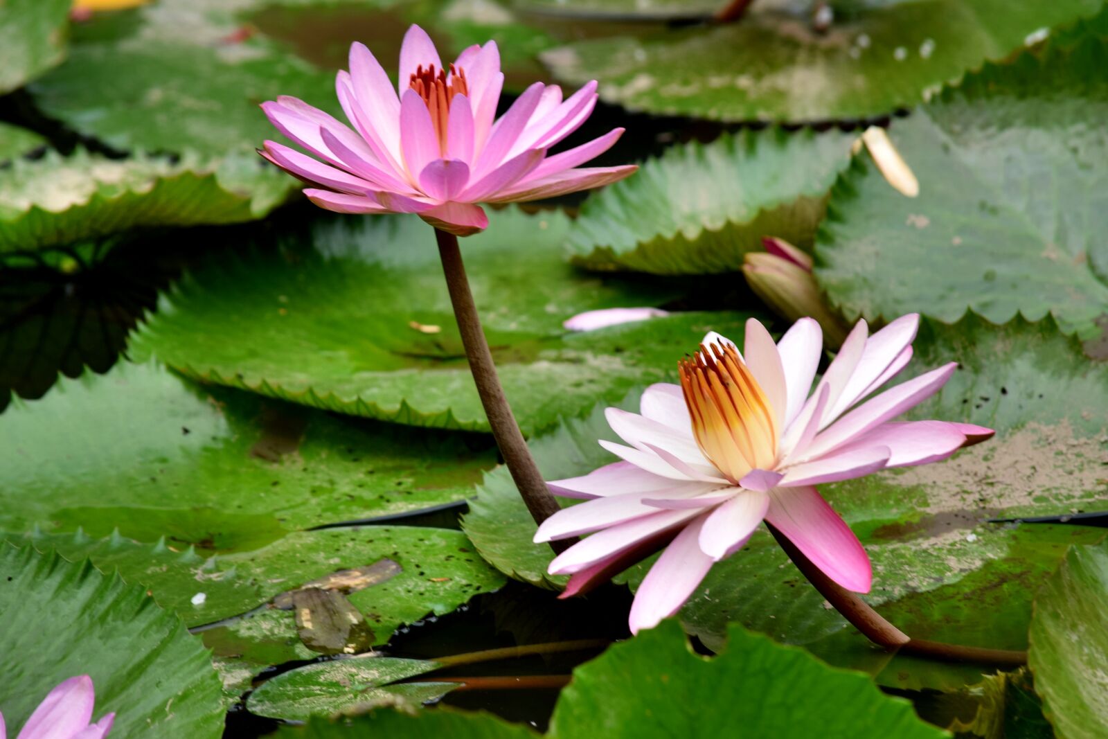 Nikon D3300 sample photo. Lilies pink, double gun photography