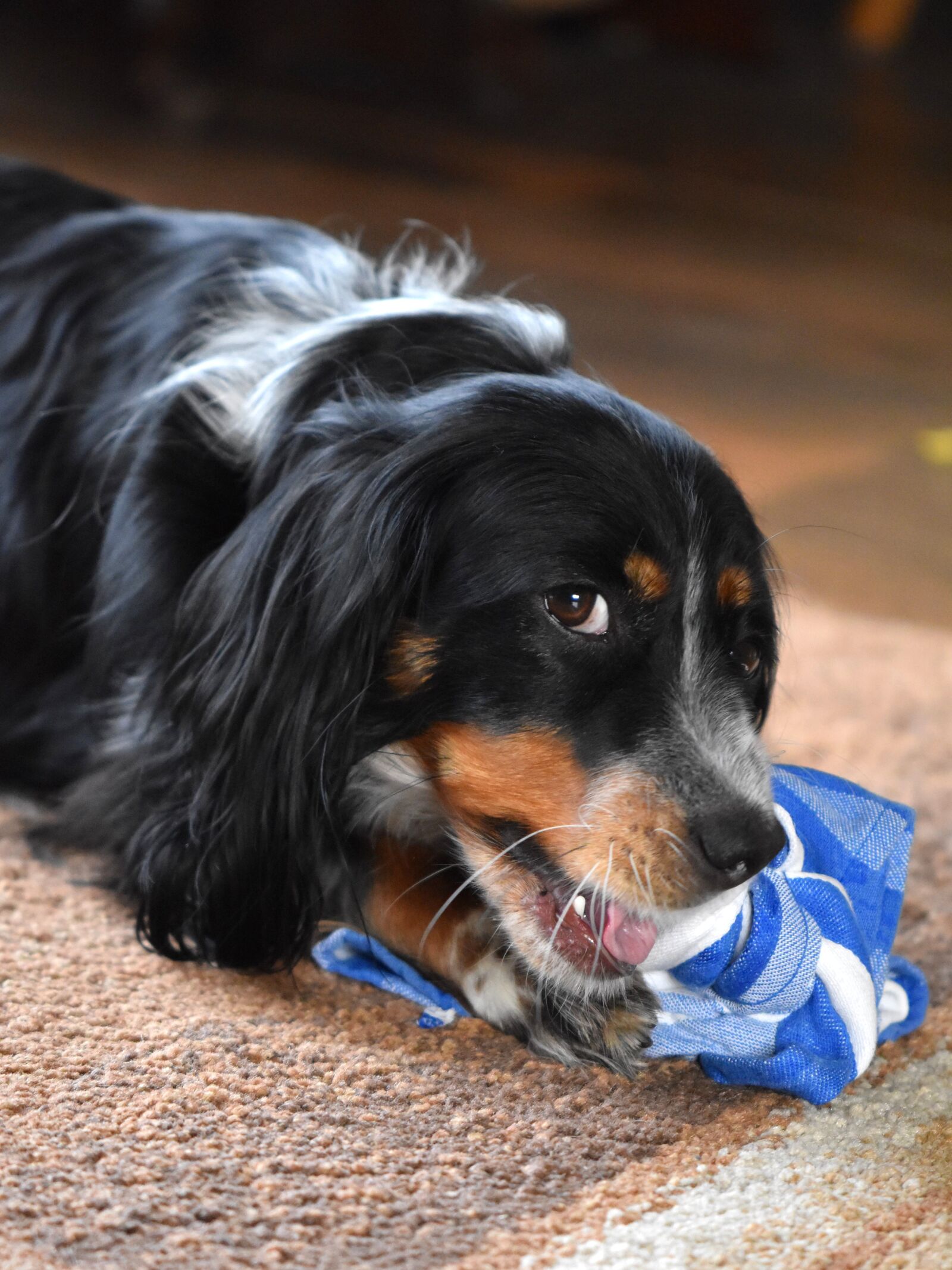 Nikon D5600 sample photo. Dog, hybrid, pet photography