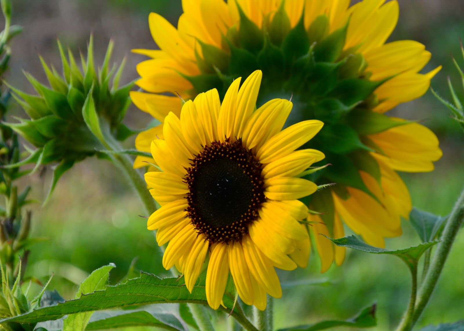 Nikon D5200 sample photo. Sunflower, petals, flower photography