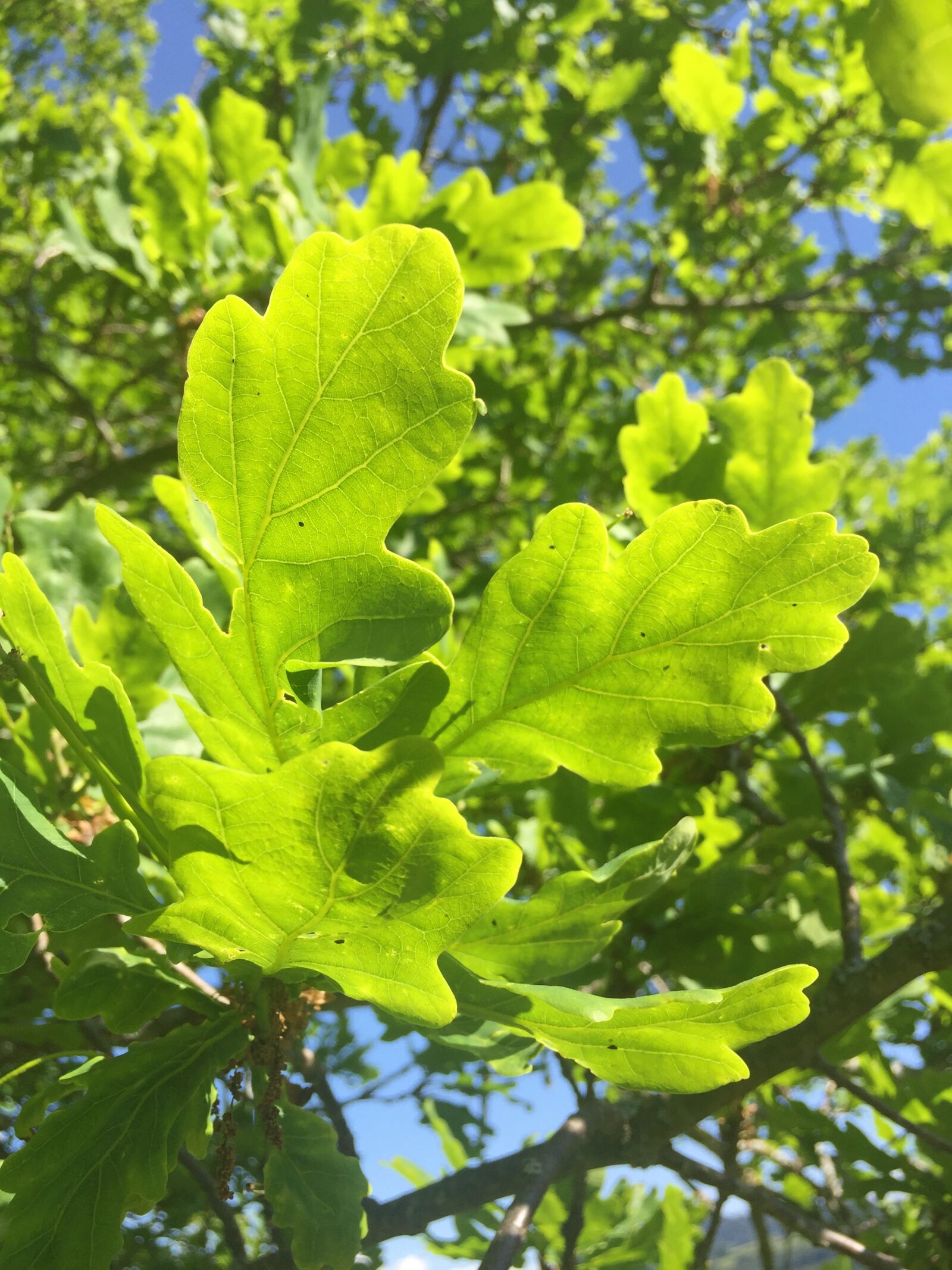 iPhone 6 back camera 4.15mm f/2.2 sample photo. Custody leaf, eichbl tter photography