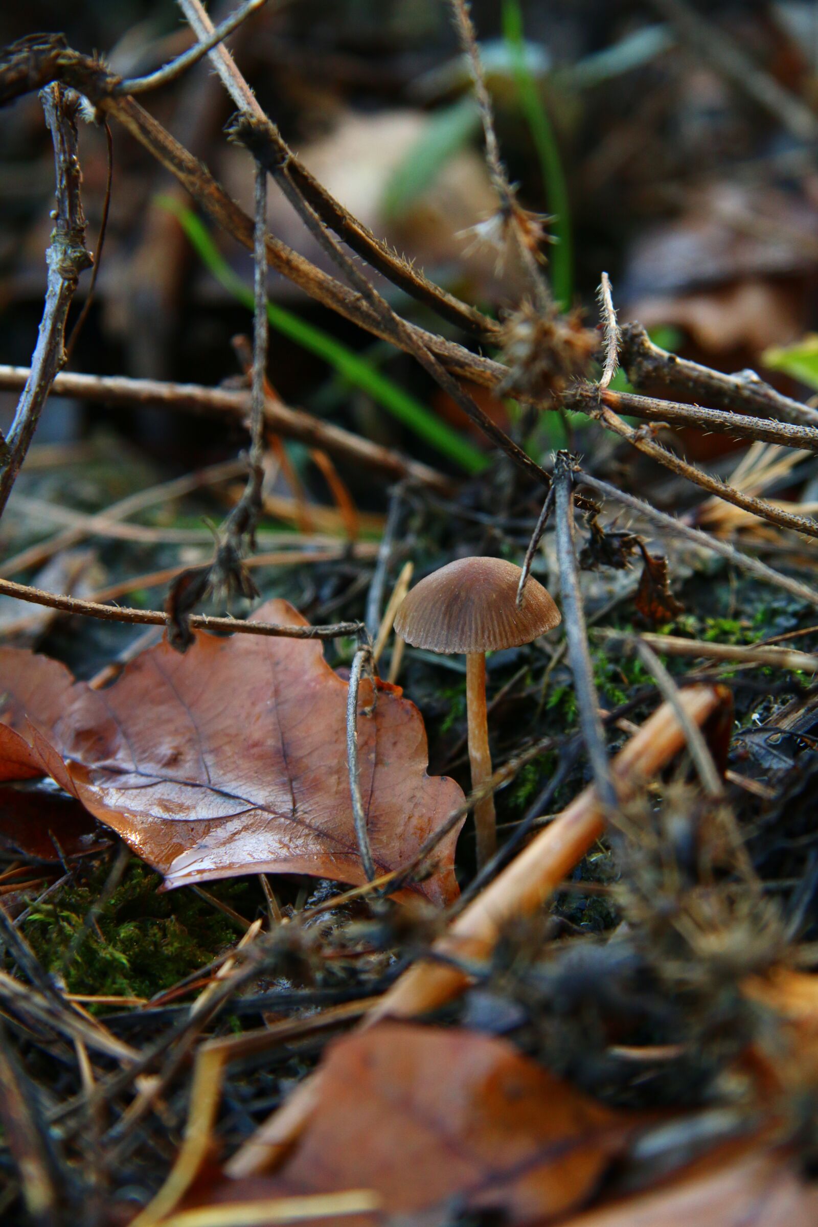 Canon EF-S 17-85mm F4-5.6 IS USM sample photo. Mushroom, forest, forest mushroom photography