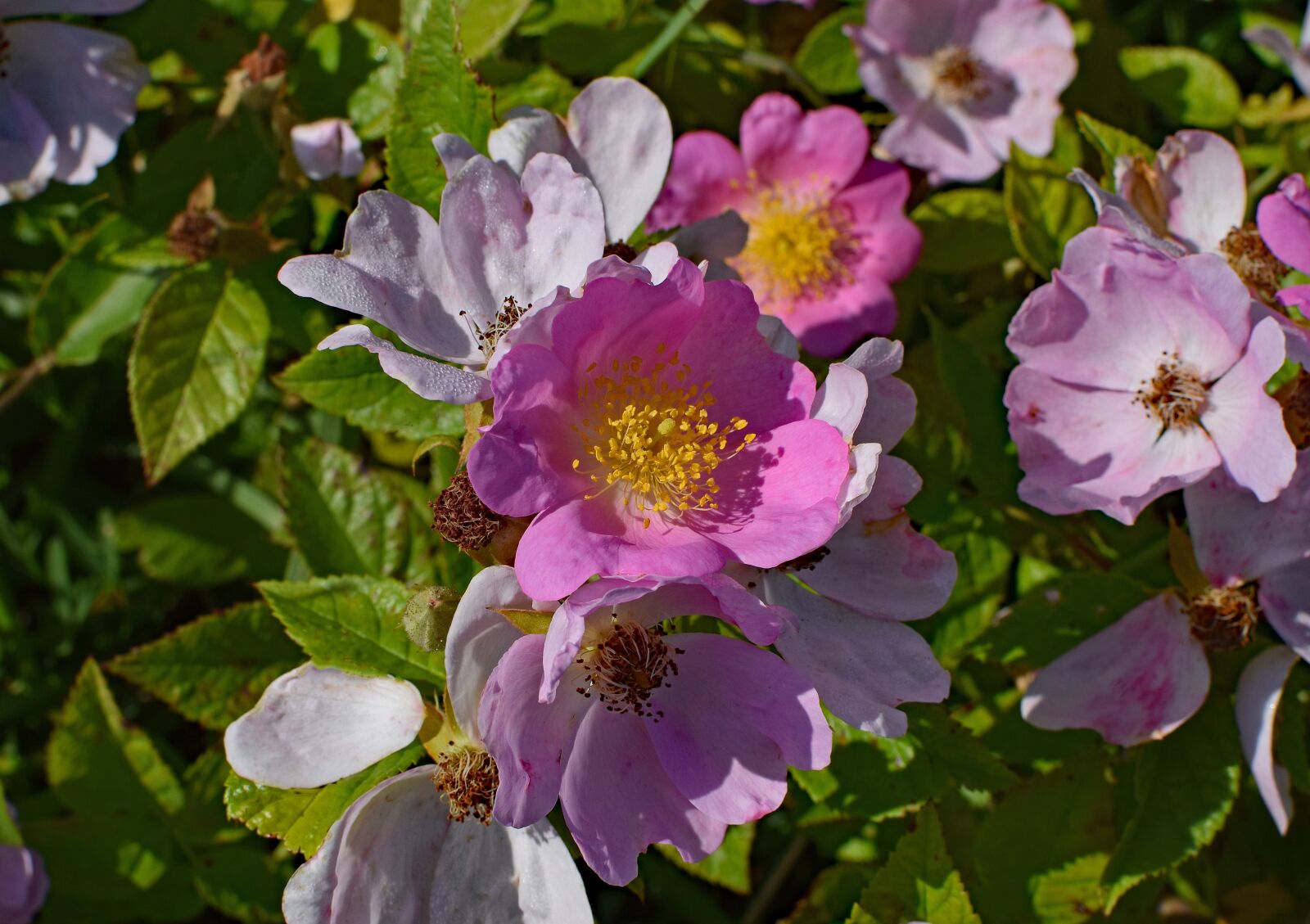 Nikon D3300 sample photo. Wild roses, wildflower, flower photography