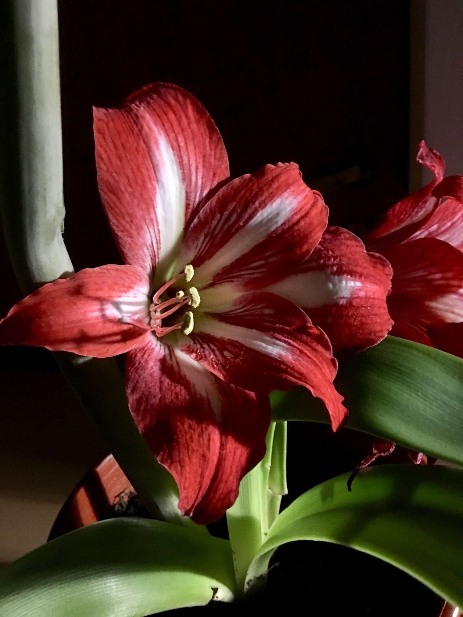 Apple iPhone 6s Plus sample photo. Lily, red flower, pistils photography