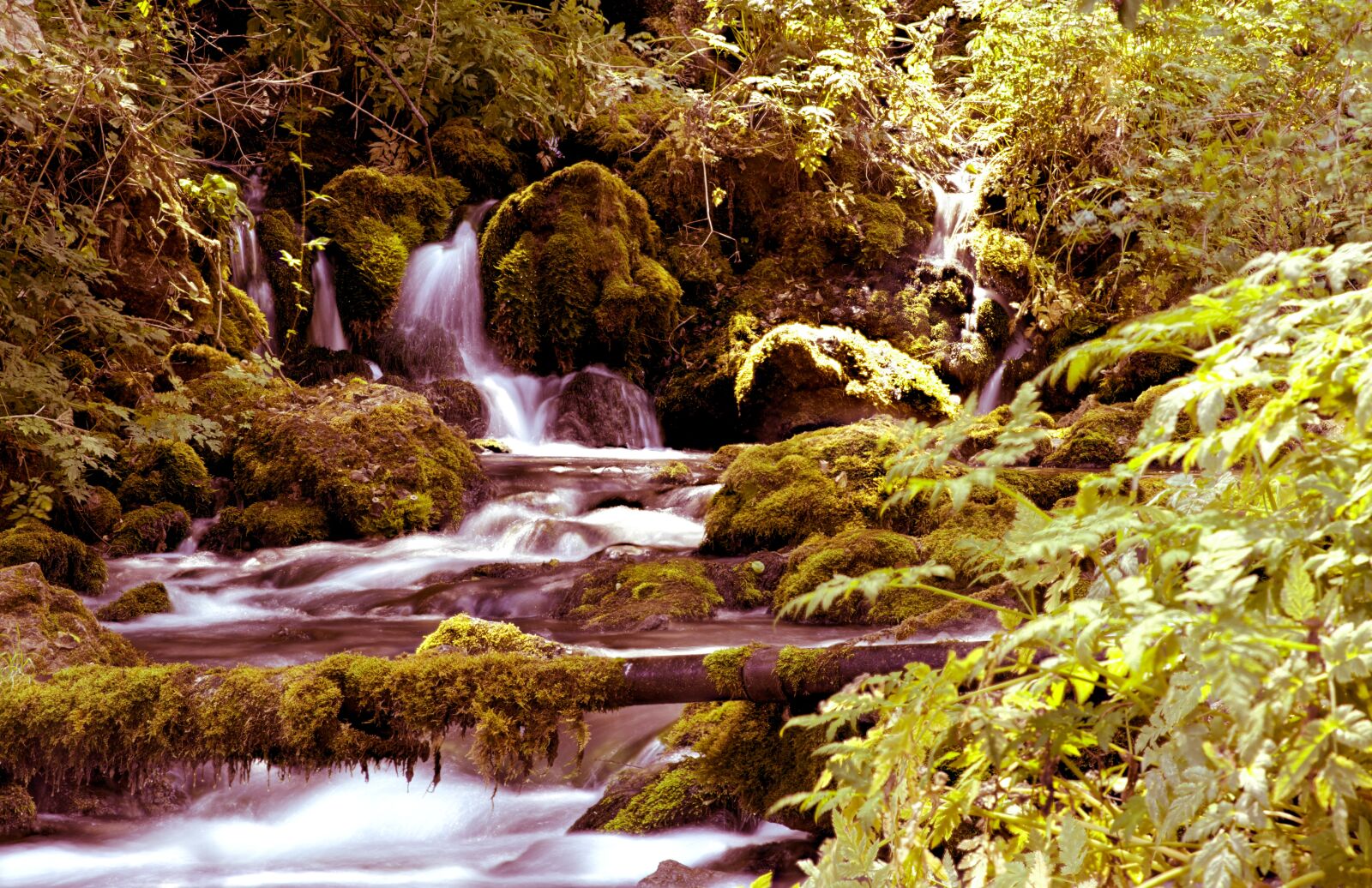 24.0 - 70.0 mm sample photo. Tara national park, serbia photography