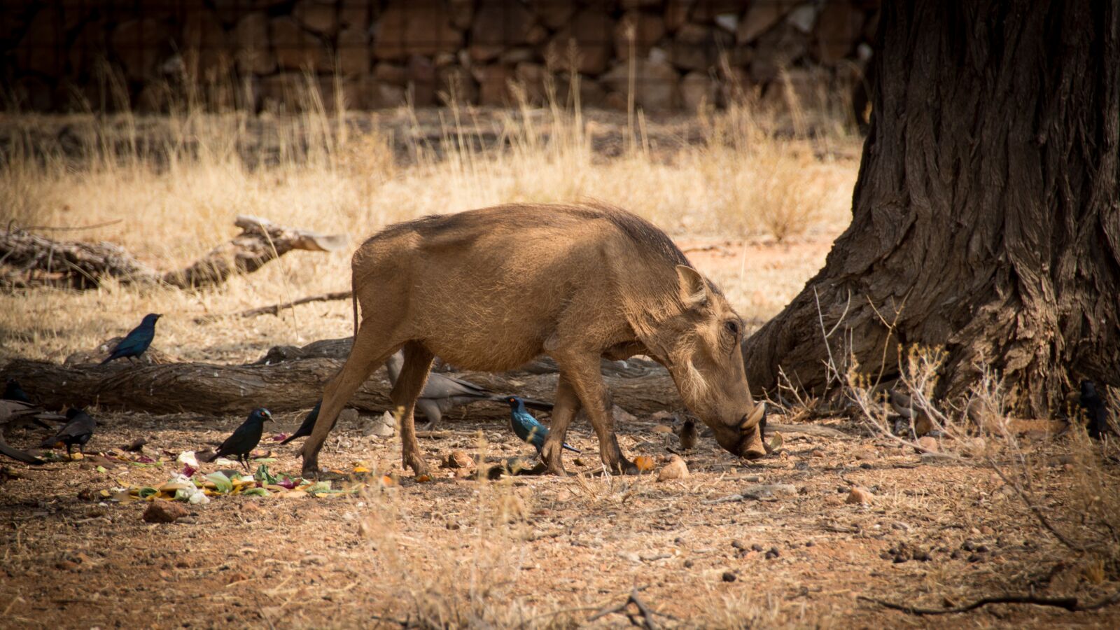 Canon EOS 650D (EOS Rebel T4i / EOS Kiss X6i) sample photo. Namibia, wildlife, africa photography