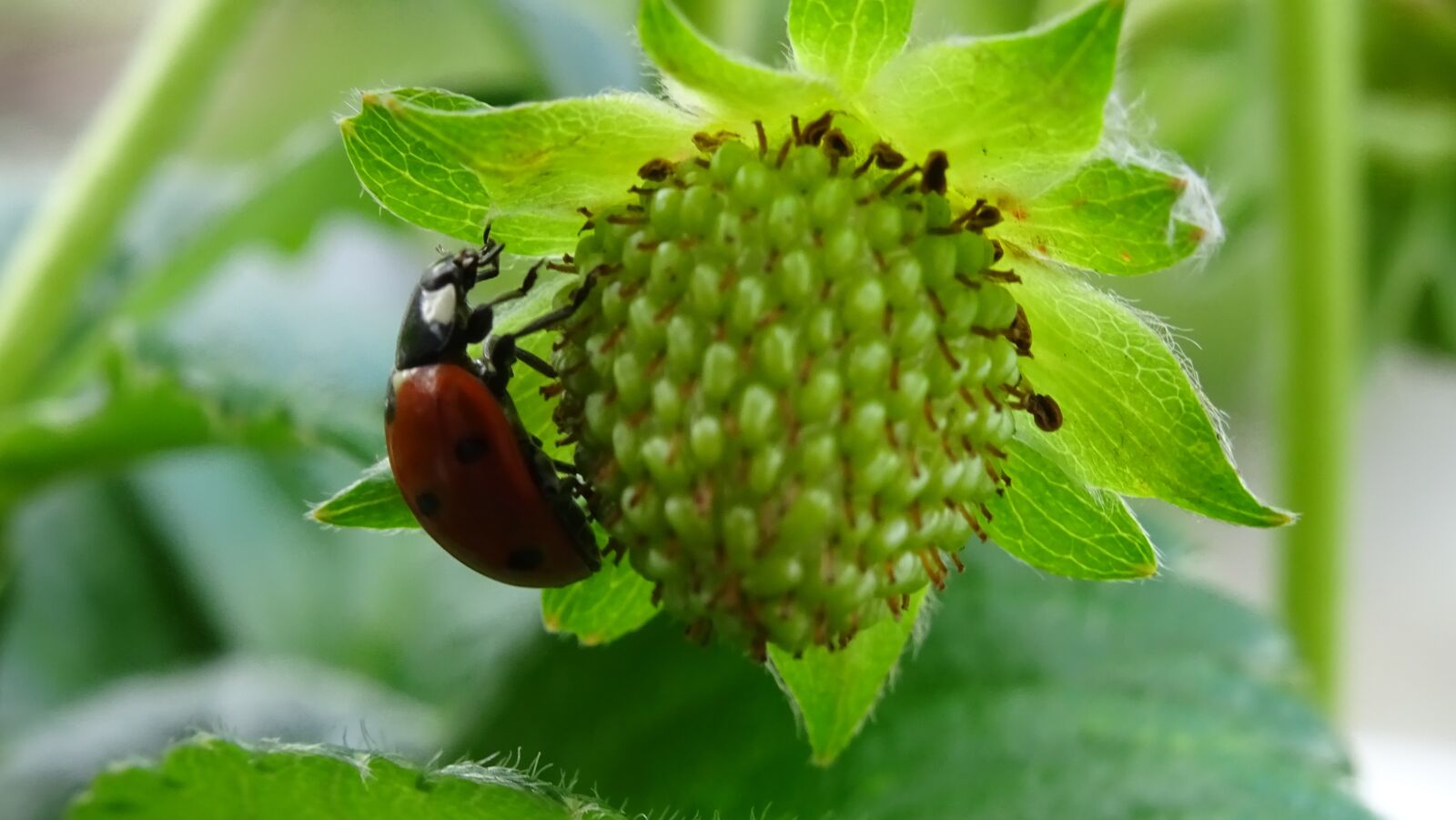 Sony DSC-HX60 sample photo. Ladybug, strawberry, erdbeerfee photography