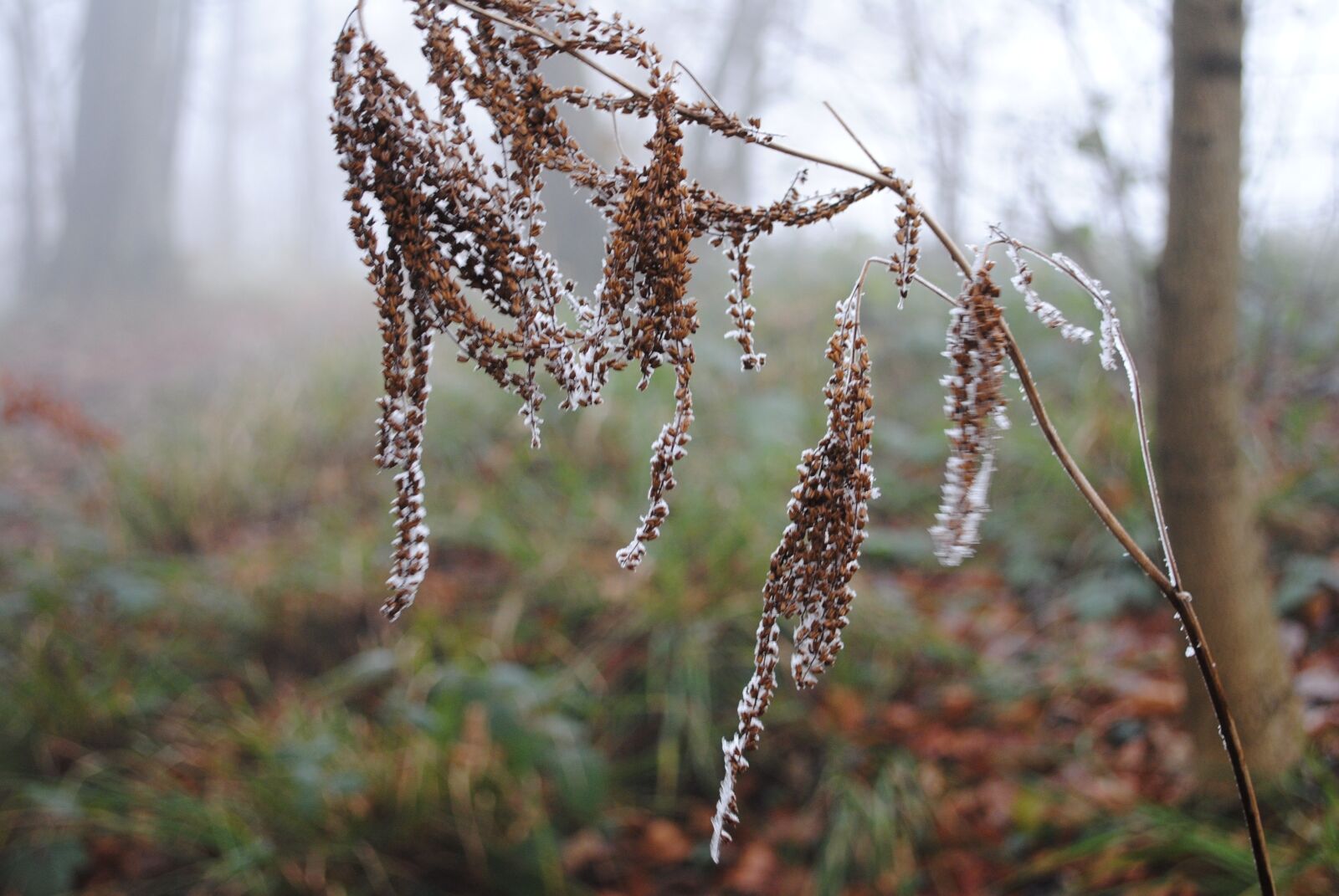 Nikon D3000 sample photo. Hoarfrost, cold, winter photography