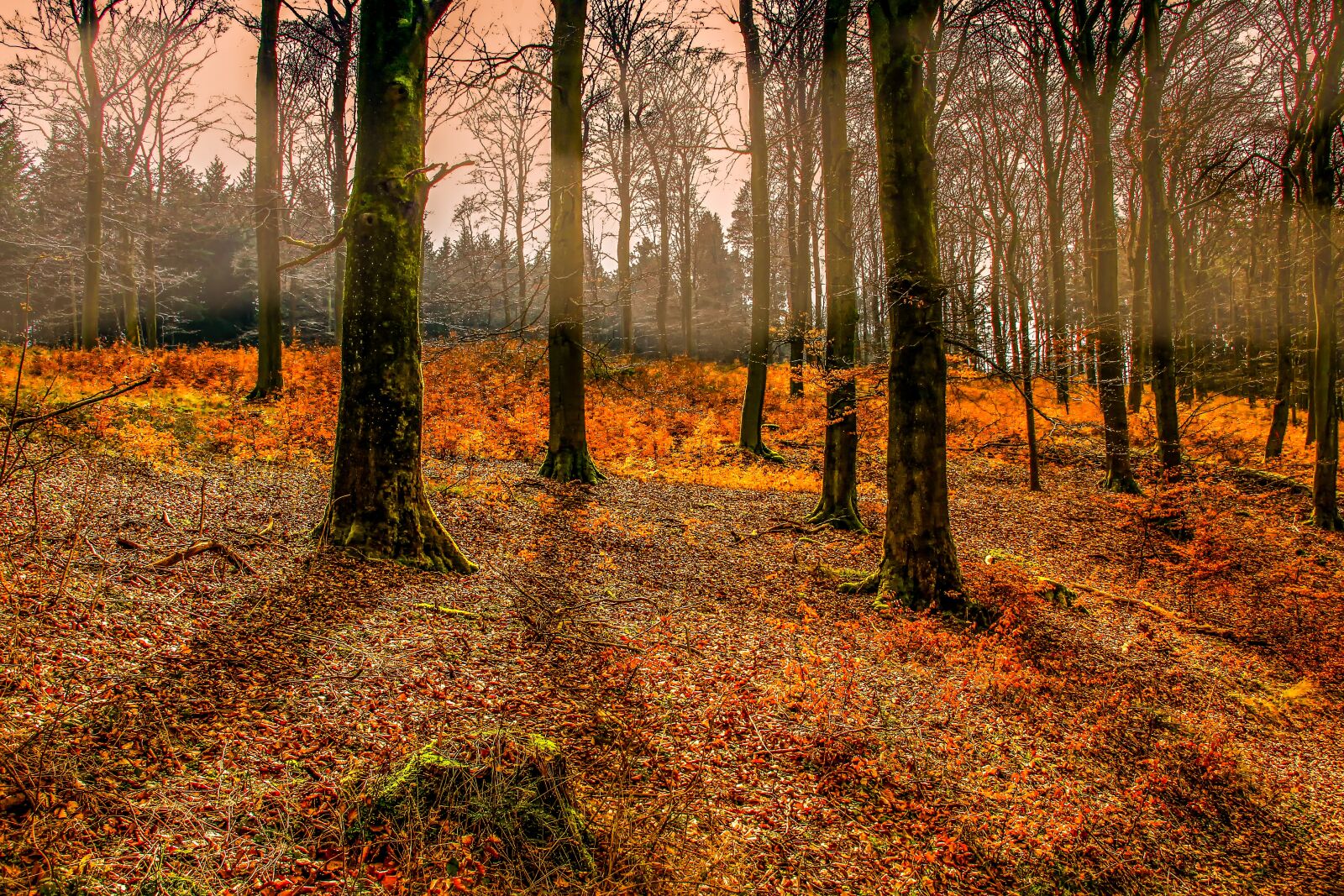 Canon EOS 550D (EOS Rebel T2i / EOS Kiss X4) sample photo. Autumn, forest, tree photography