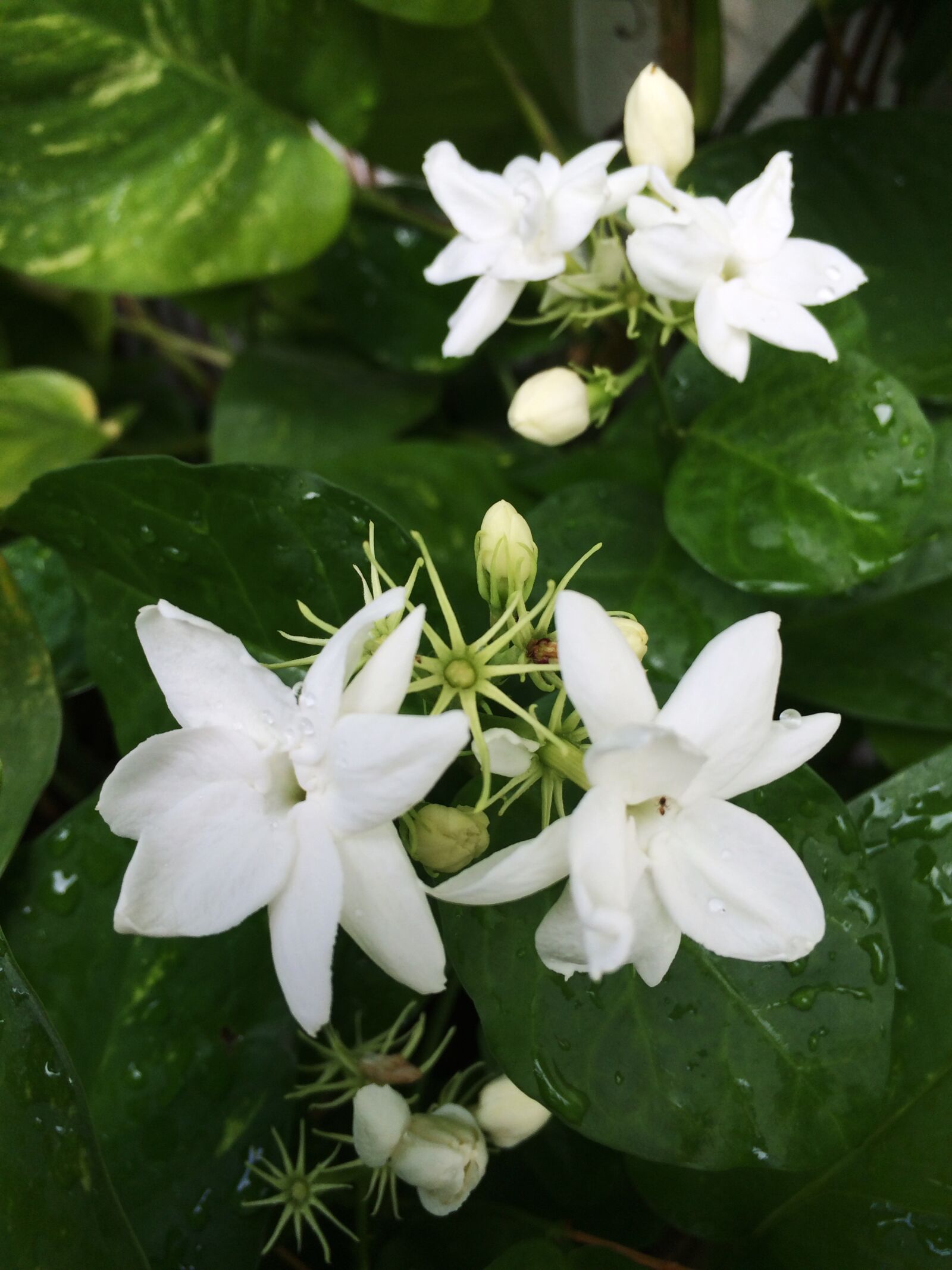 iPhone 5s back camera 4.15mm f/2.2 sample photo. Flower, flowers, jasmine, white photography